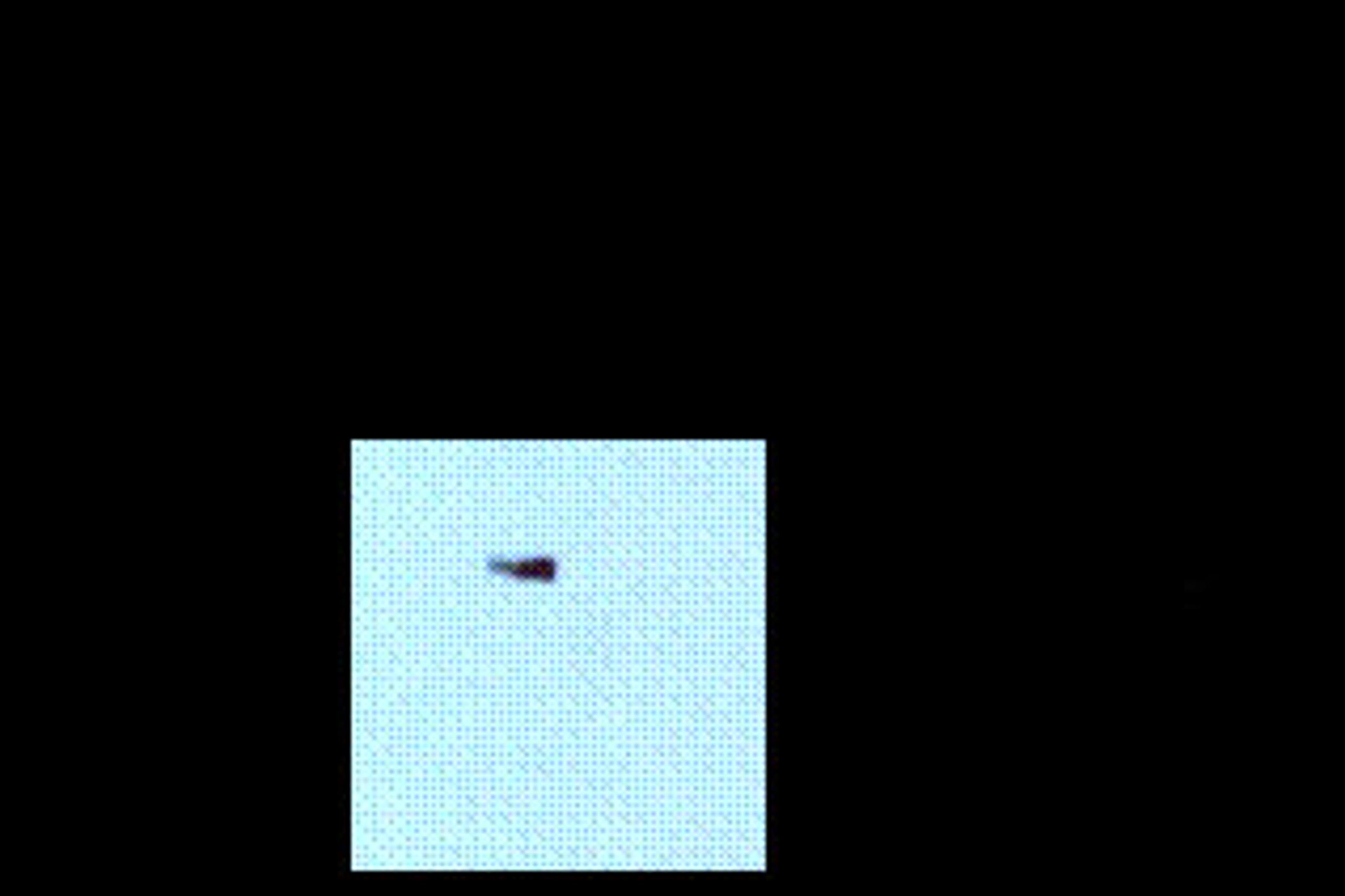 NMDA NR1, Splice Variant C2 Antibody