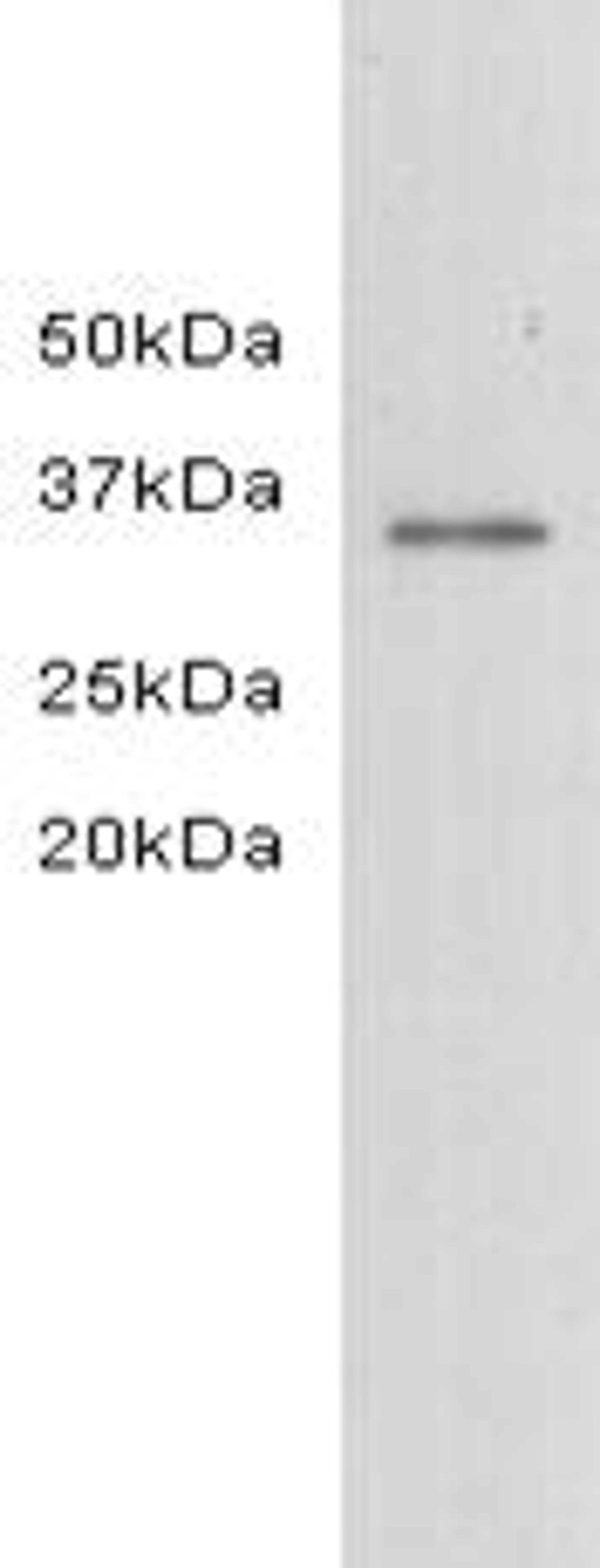 Western Blot analysis of A549 using LDH-A monoclonal antibody