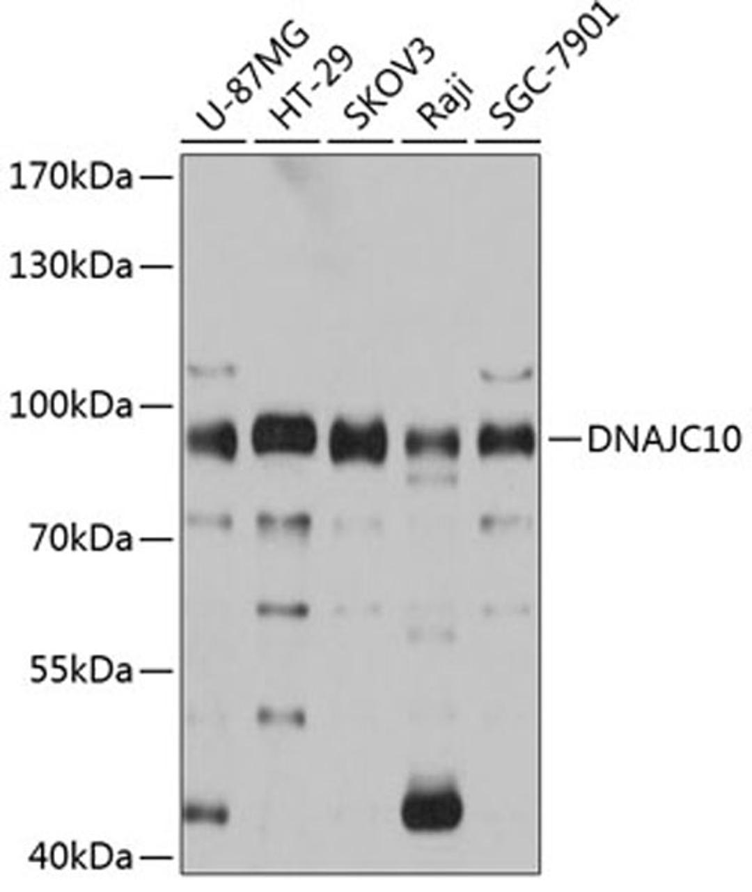 Western blot - DNAJC10 antibody (A12143)