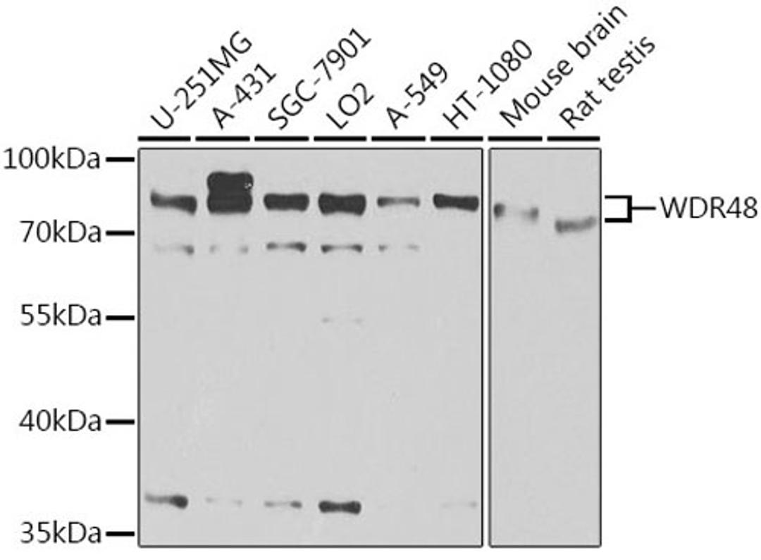 Western blot - WDR48 antibody (A6854)