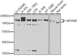 Western blot - WDR48 antibody (A6854)