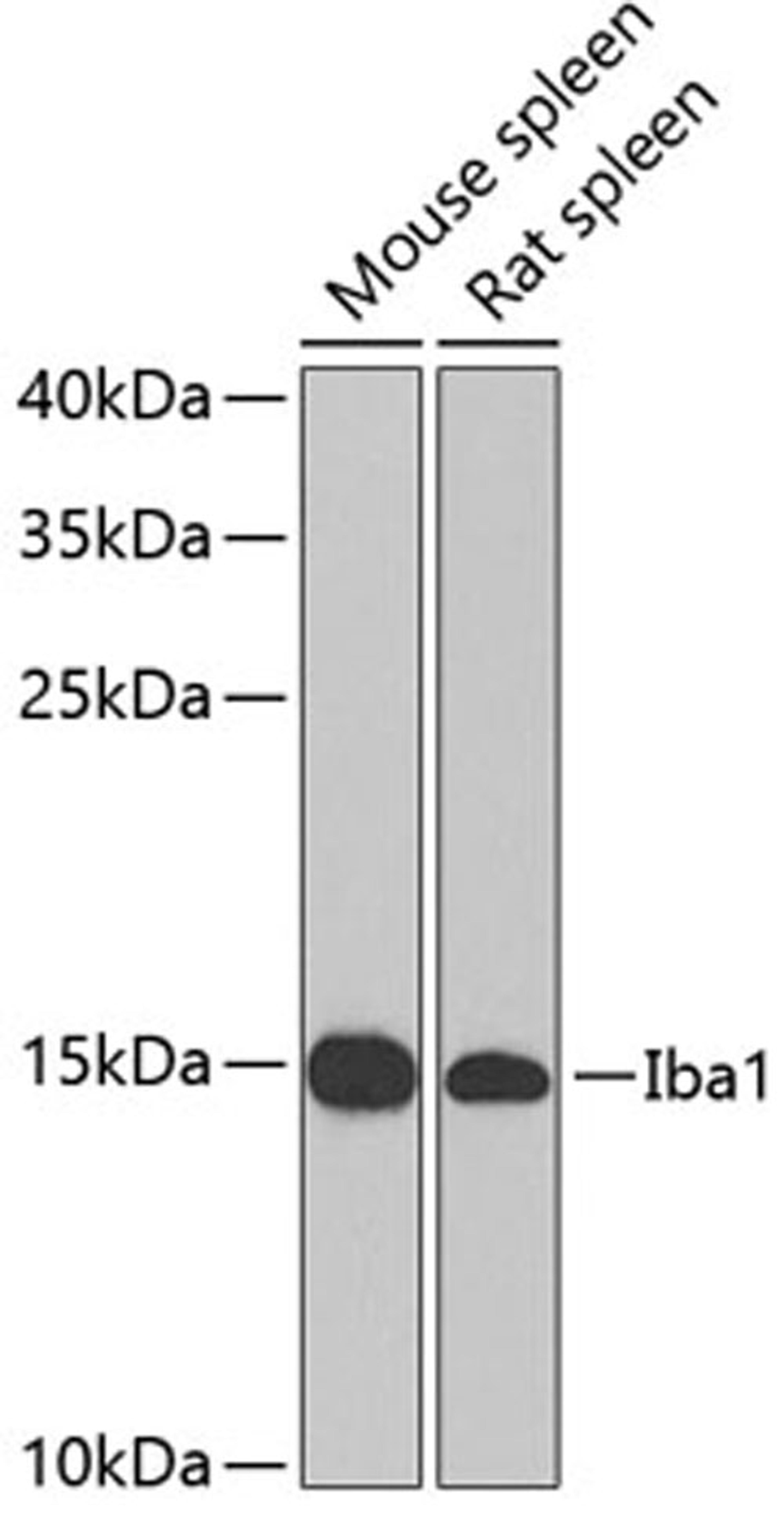 Western blot - Iba1 antibody (A1527)