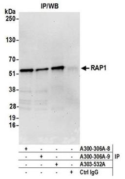 Detection of human RAP1 by western blot of immunoprecipitates.