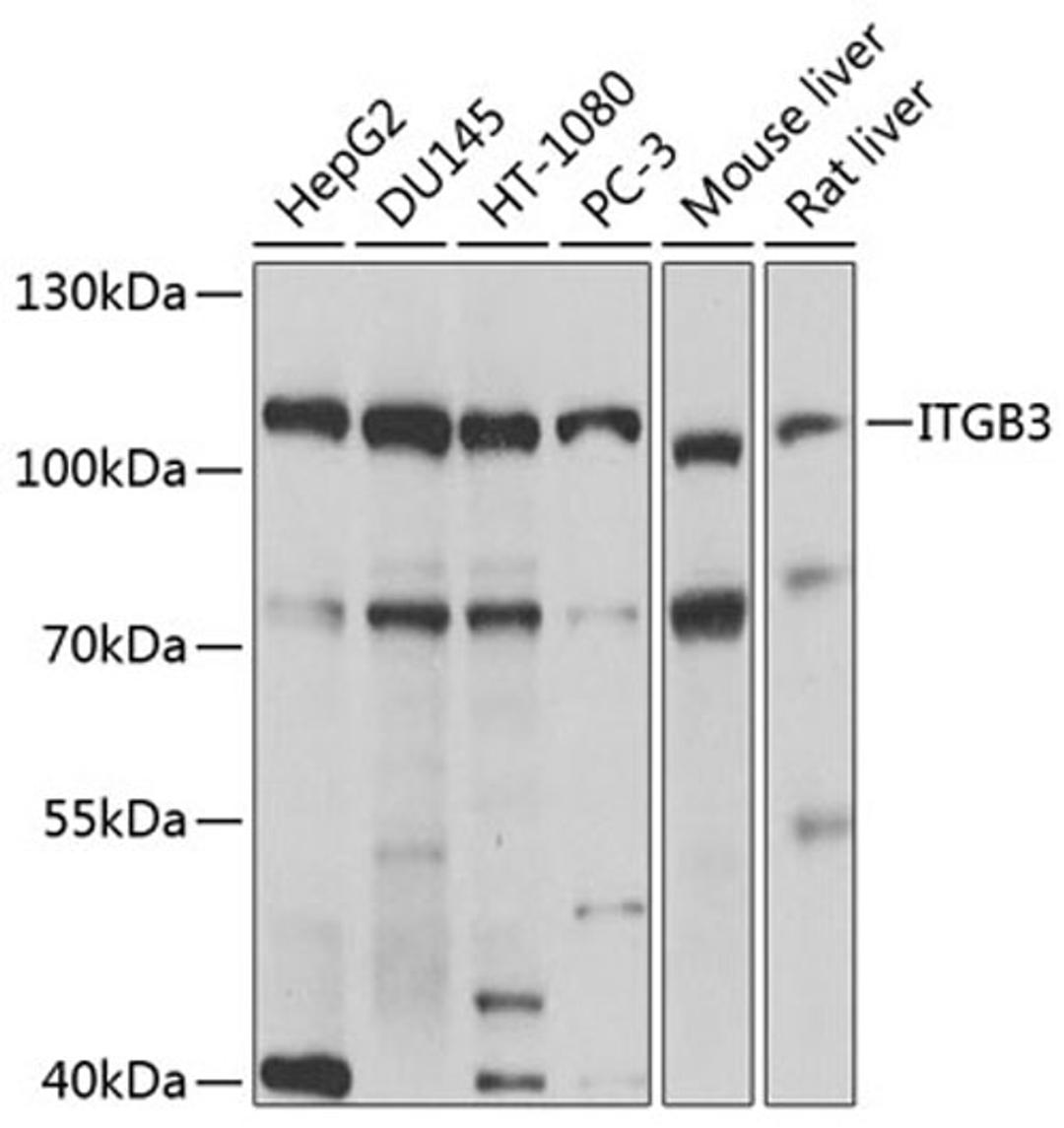 Western blot - ITGB3 antibody (A0076)