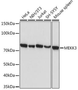 Western blot - MEKK3 Rabbit mAb (A3695)