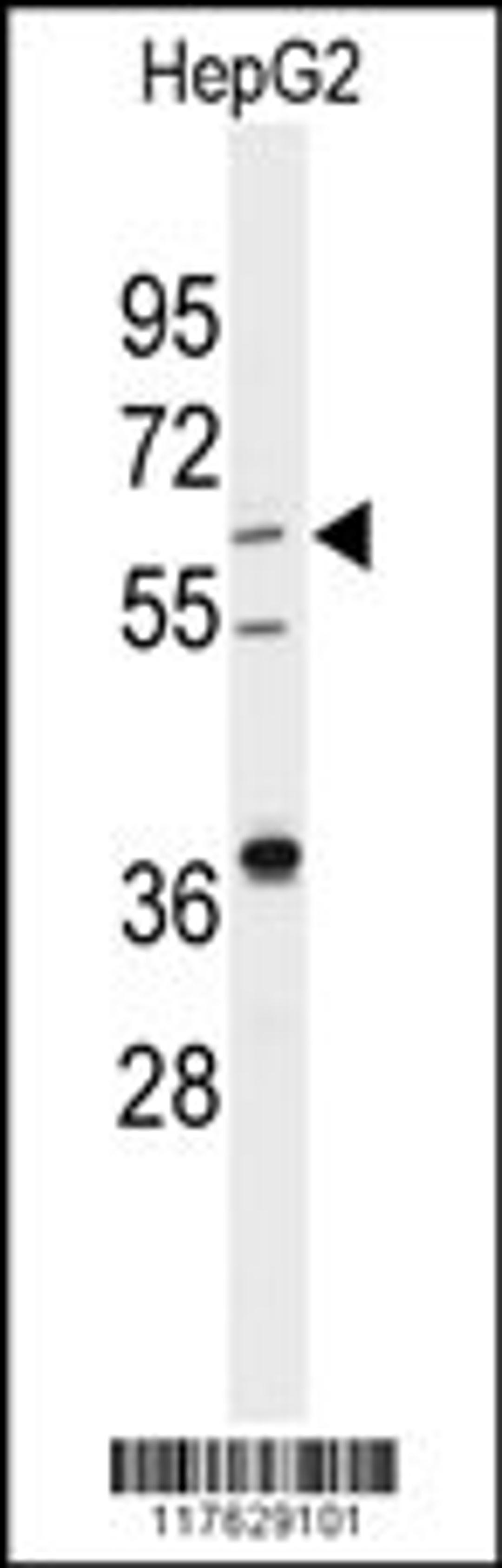 Western blot analysis of anti-DHCR24 Antibody in HepG2 cell line lysates (35ug/lane)