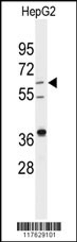 Western blot analysis of anti-DHCR24 Antibody in HepG2 cell line lysates (35ug/lane)