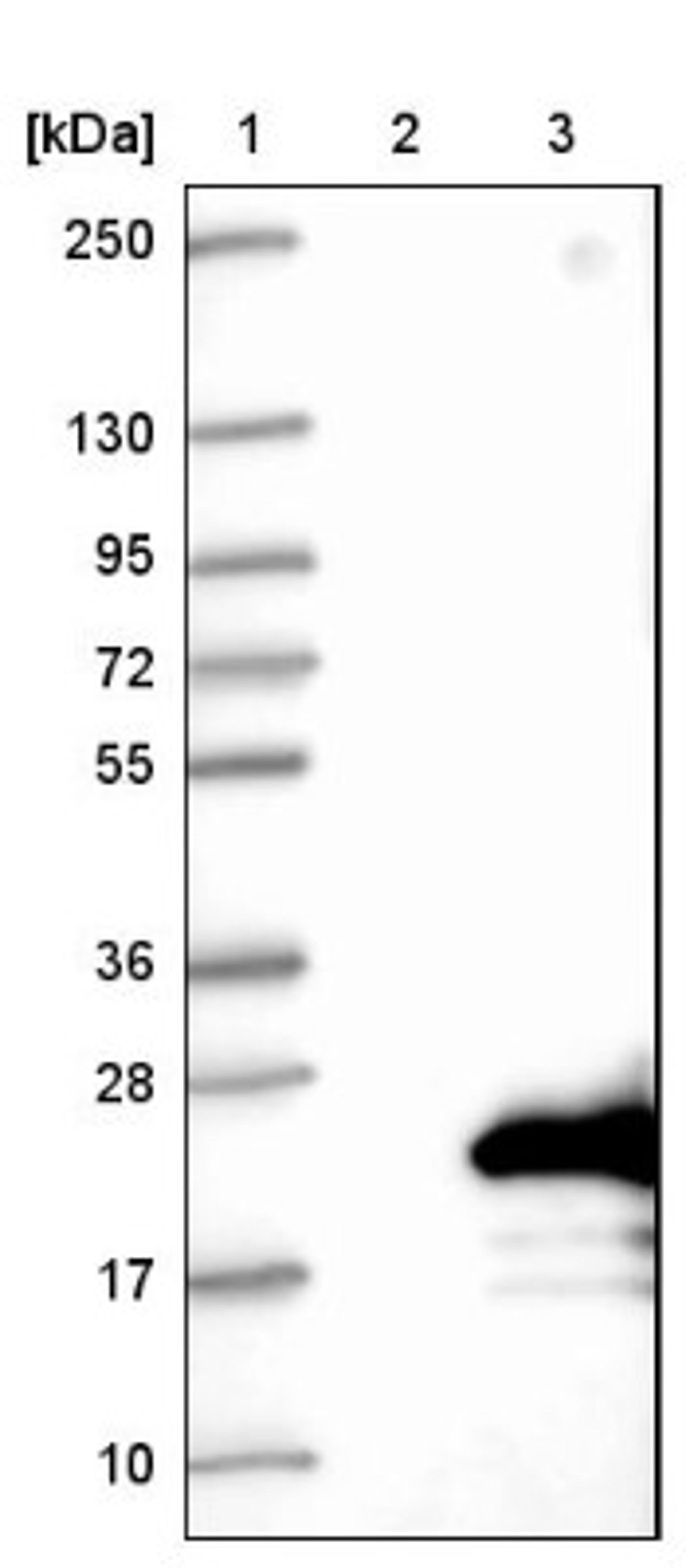 Western Blot: RABIF/MSS4 Antibody [NBP1-81024] - Lane 1: Marker [kDa] 250, 130, 95, 72, 55, 36, 28, 17, 10<br/>Lane 2: Negative control (vector only transfected HEK293T lysate)<br/>Lane 3: Over-expression lysate (Co-expressed with a C-terminal myc-DDK tag (~3.1 kDa) in mammalian HEK293T cells, LY419050)