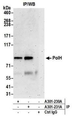 Detection of human PolH by western blot of immunoprecipitates.