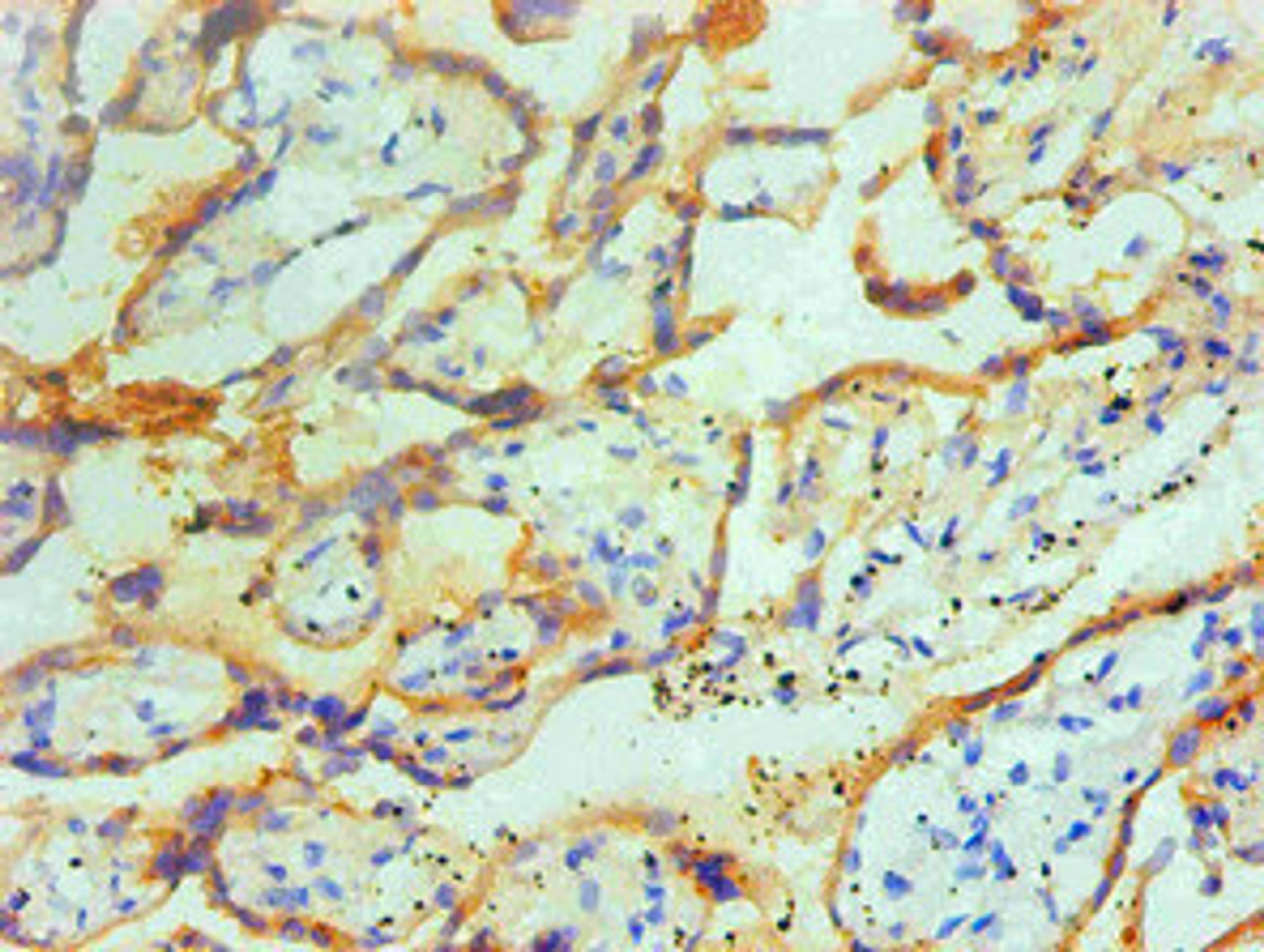 Immunohistochemical of paraffin-embedded Human placenta tissue using CSB-MA0234621A0m at dilution of 1:200.