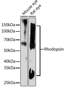 Western blot - Rhodopsin Rabbit mAb (A7245)