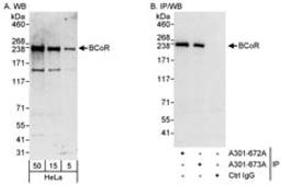 Detection of human BCoR by western blot and immunoprecipitation.