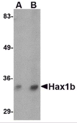 Western blot analysis of Hax1b in mouse brain tissue lysate with Hax1b antibody at (A) 1 and (B) 2 &#956;g/mL.