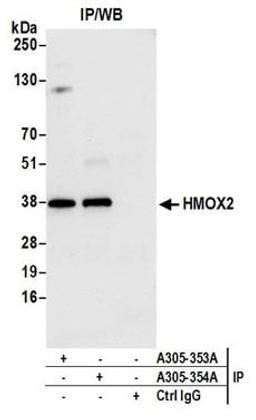 Detection of human HMOX2 by western blot of immunoprecipitates.