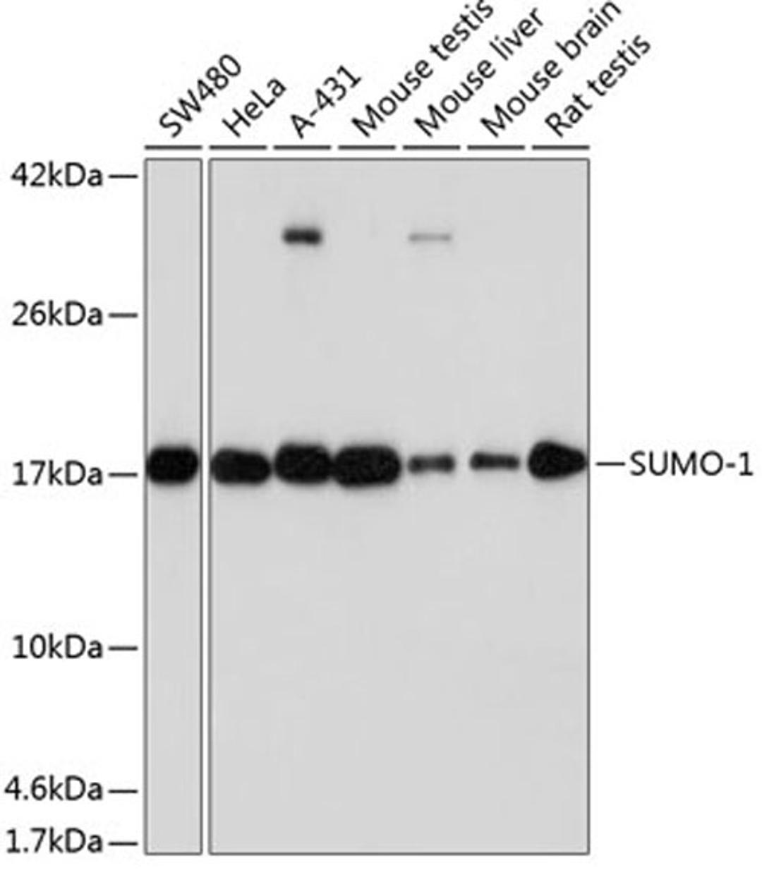 Western blot - SUMO1 antibody (A19121)