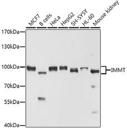 Western blot - IMMT antibody (A2751)