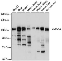 Western blot - GOLGA1 antibody (A14688)