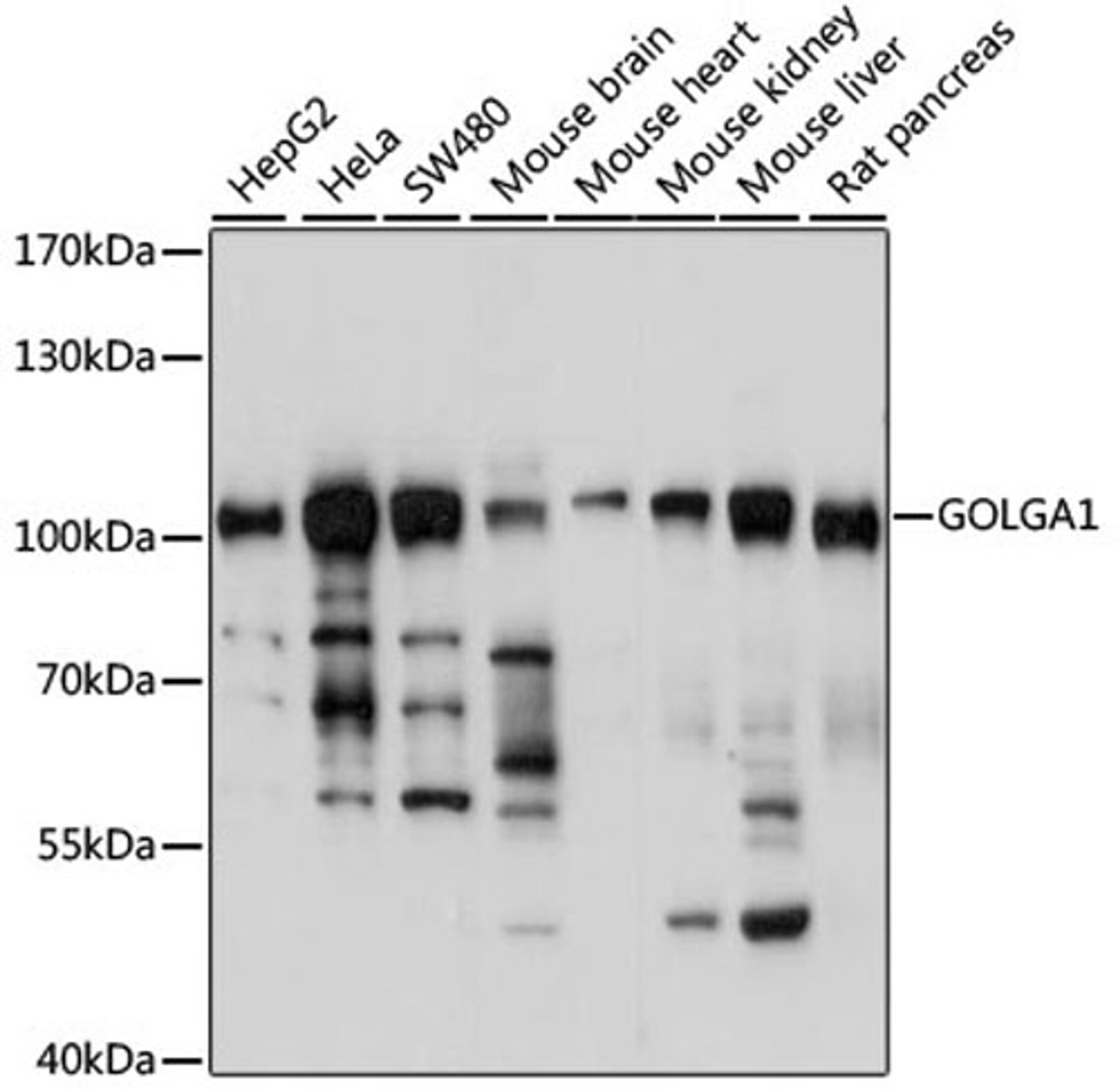 Western blot - GOLGA1 antibody (A14688)