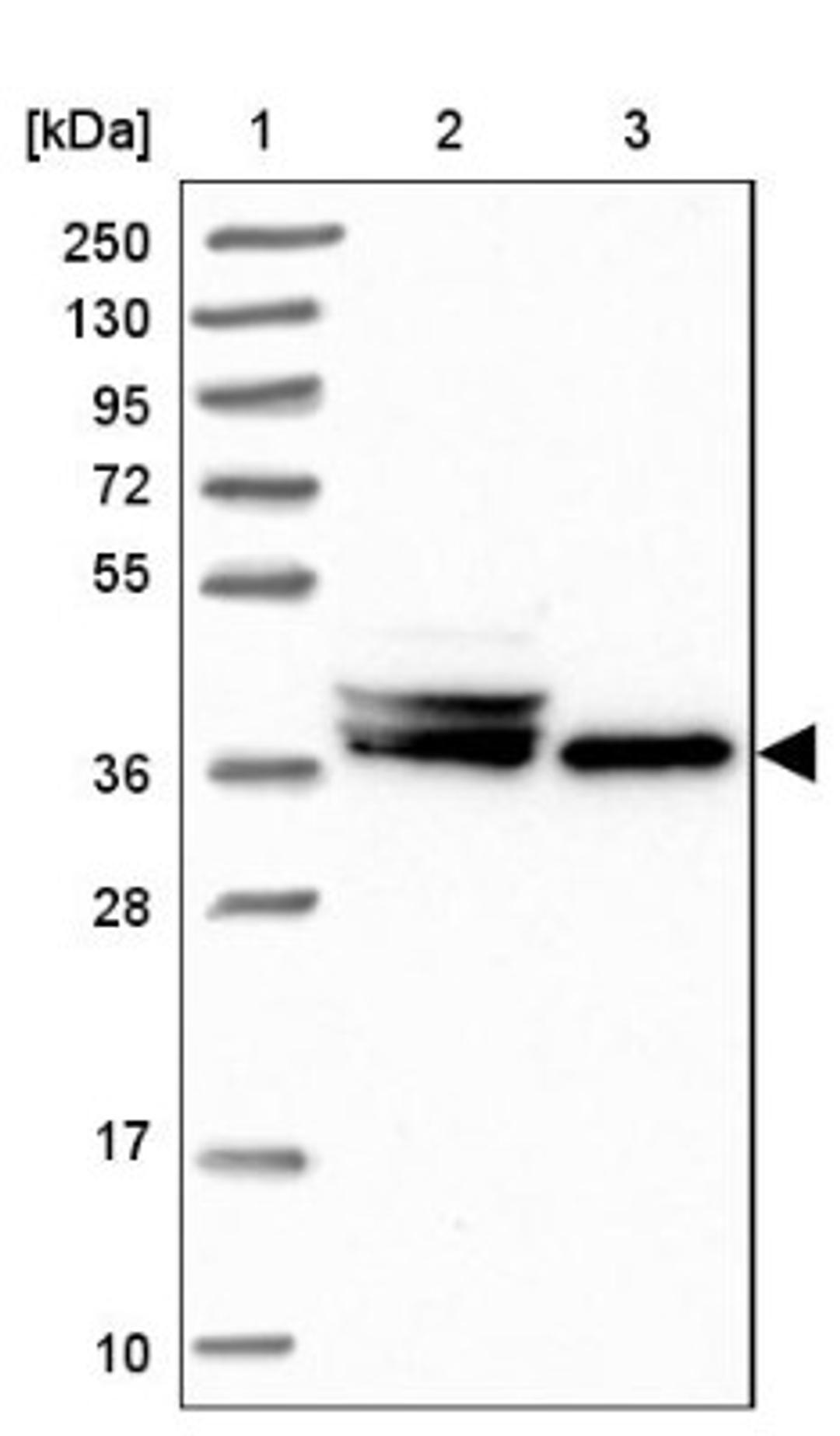 Western Blot: MEIR5 Antibody [NBP1-90797] - Lane 1: Marker [kDa] 250, 130, 95, 72, 55, 36, 28, 17, 10<br/>Lane 2: Human cell line RT-4<br/>Lane 3: Human cell line U-251MG sp