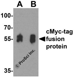 Western blot analysis of a cMyc-tag-containing recombinant protein with cMyc-tag antibody at (A) 0.125 and (B) 0.25 &#956;g/ml.