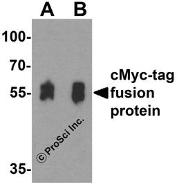 Western blot analysis of a cMyc-tag-containing recombinant protein with cMyc-tag antibody at (A) 0.125 and (B) 0.25 μg/ml.