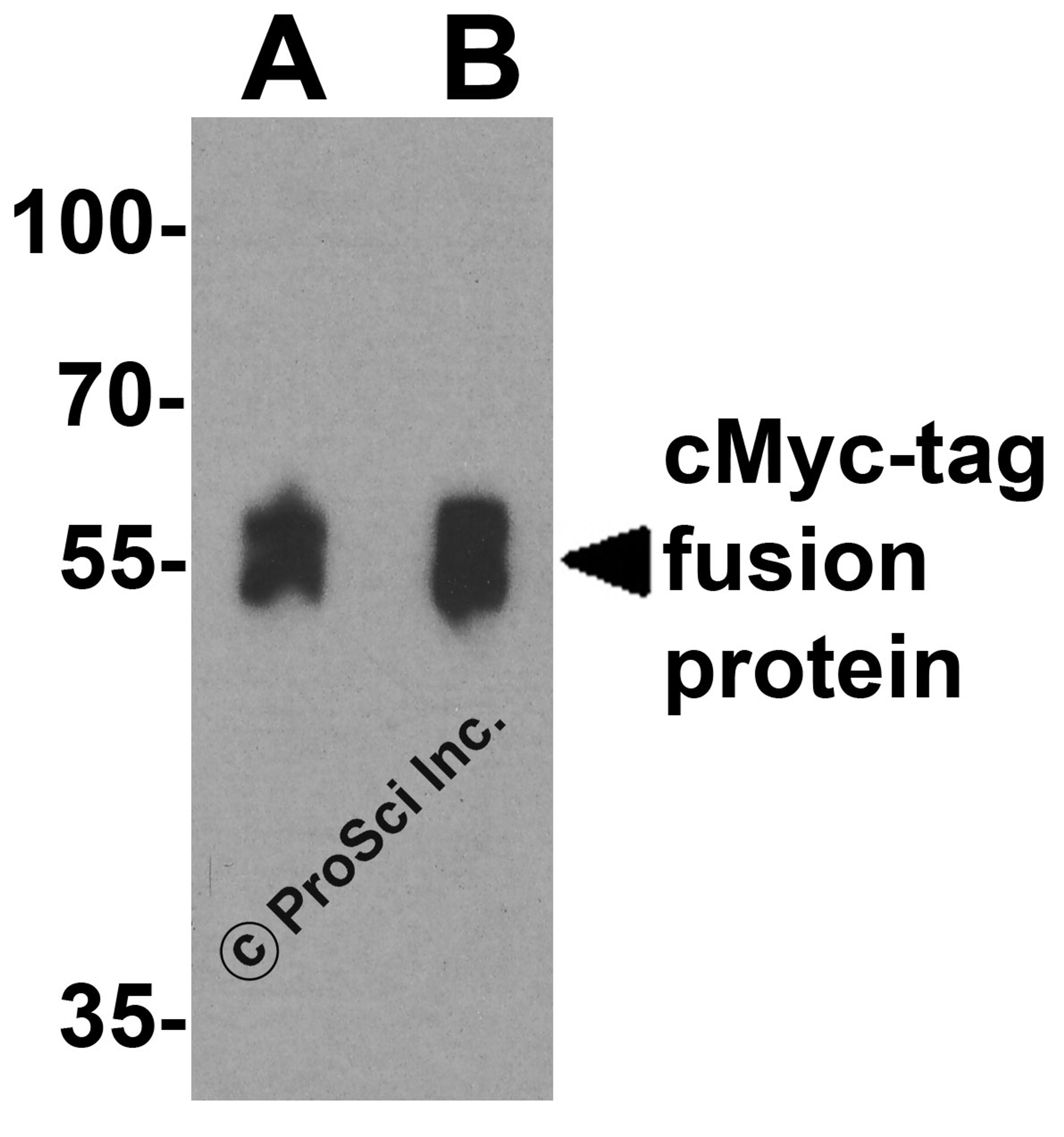 Western blot analysis of a cMyc-tag-containing recombinant protein with cMyc-tag antibody at (A) 0.125 and (B) 0.25 μg/ml.