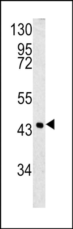 Western blot analysis of SPB3 antibody in 293 cell line lysates (35ug/lane)