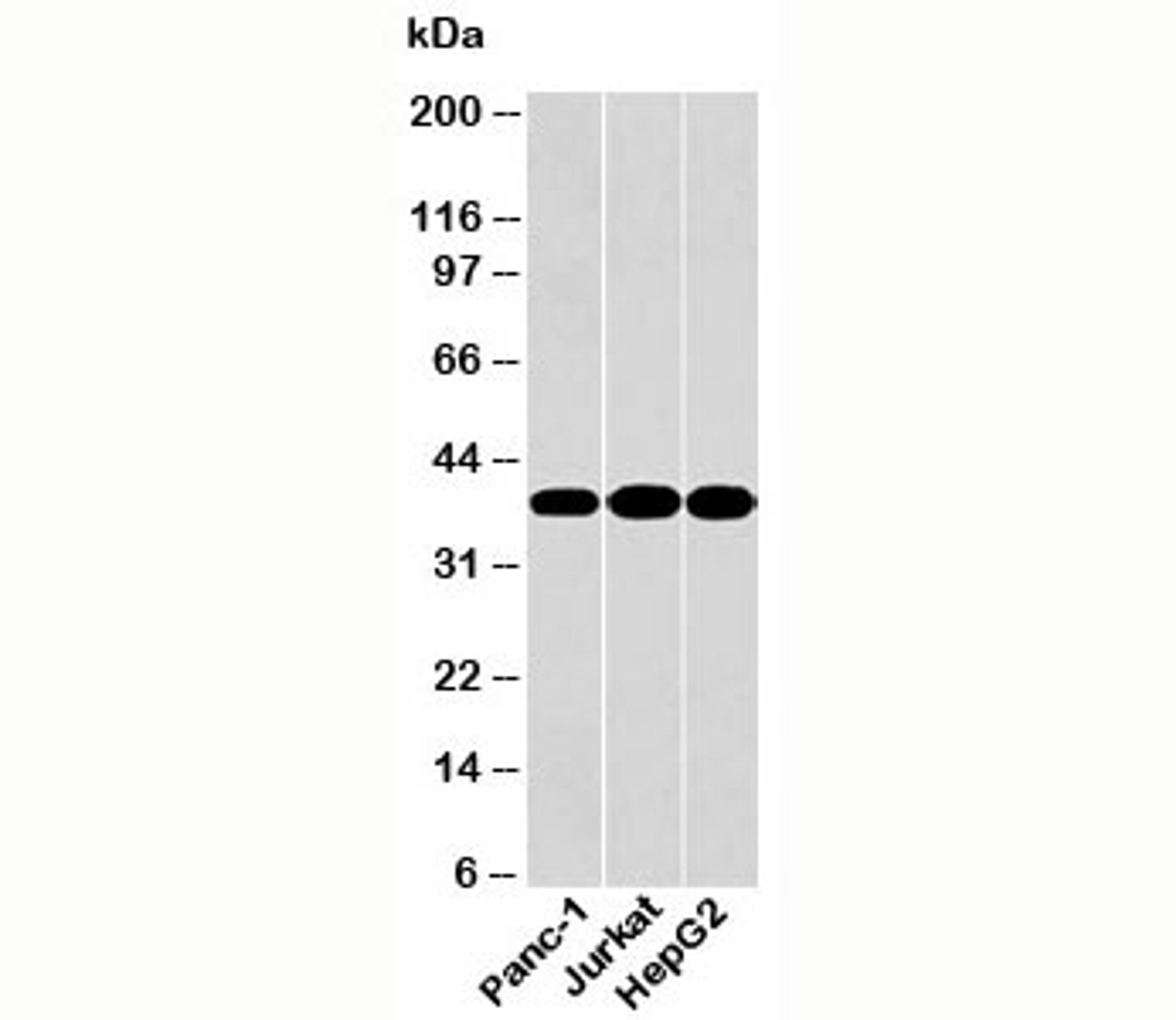 Western blot testing of human samples with GAPDH antibody at 0.5ug/ml.