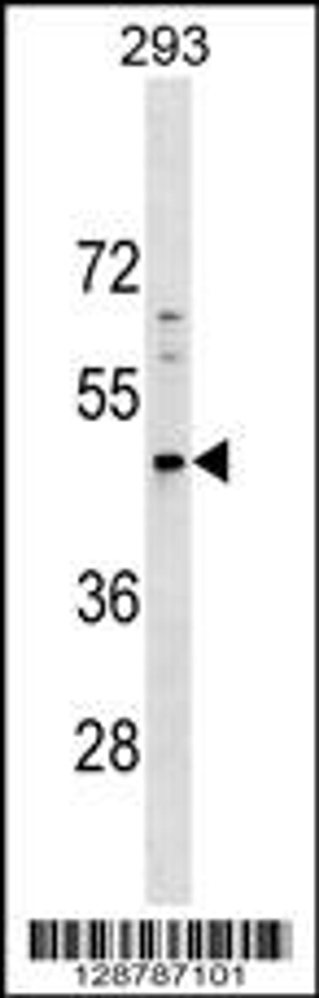 Western blot analysis in 293 cell line lysates (35ug/lane).