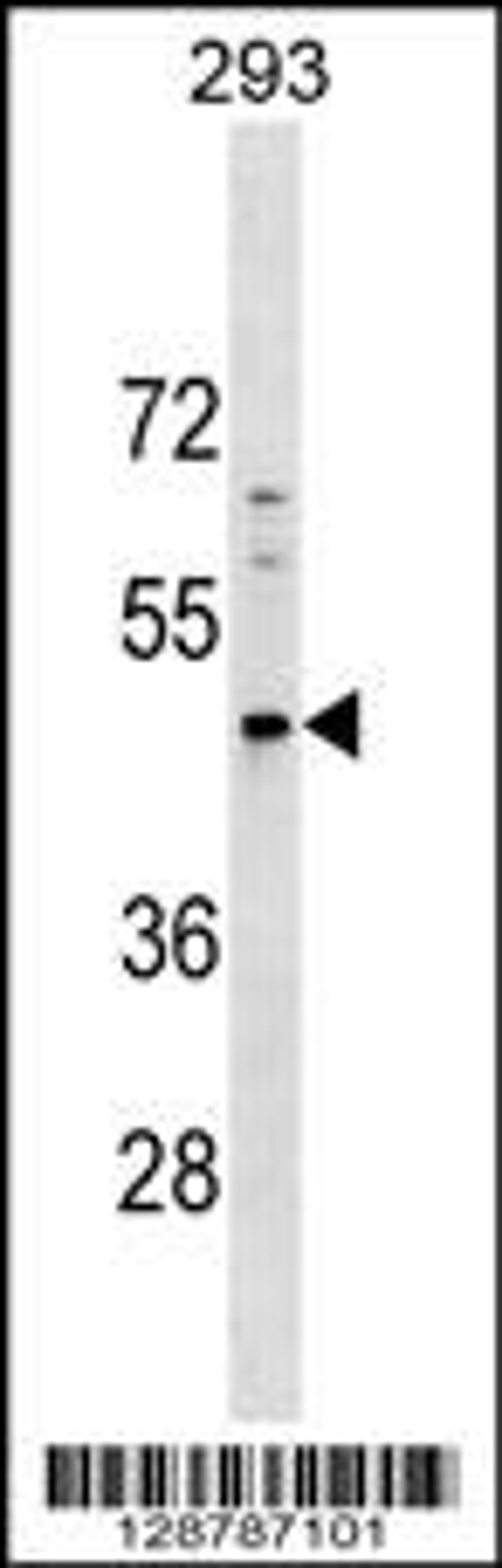 Western blot analysis in 293 cell line lysates (35ug/lane).