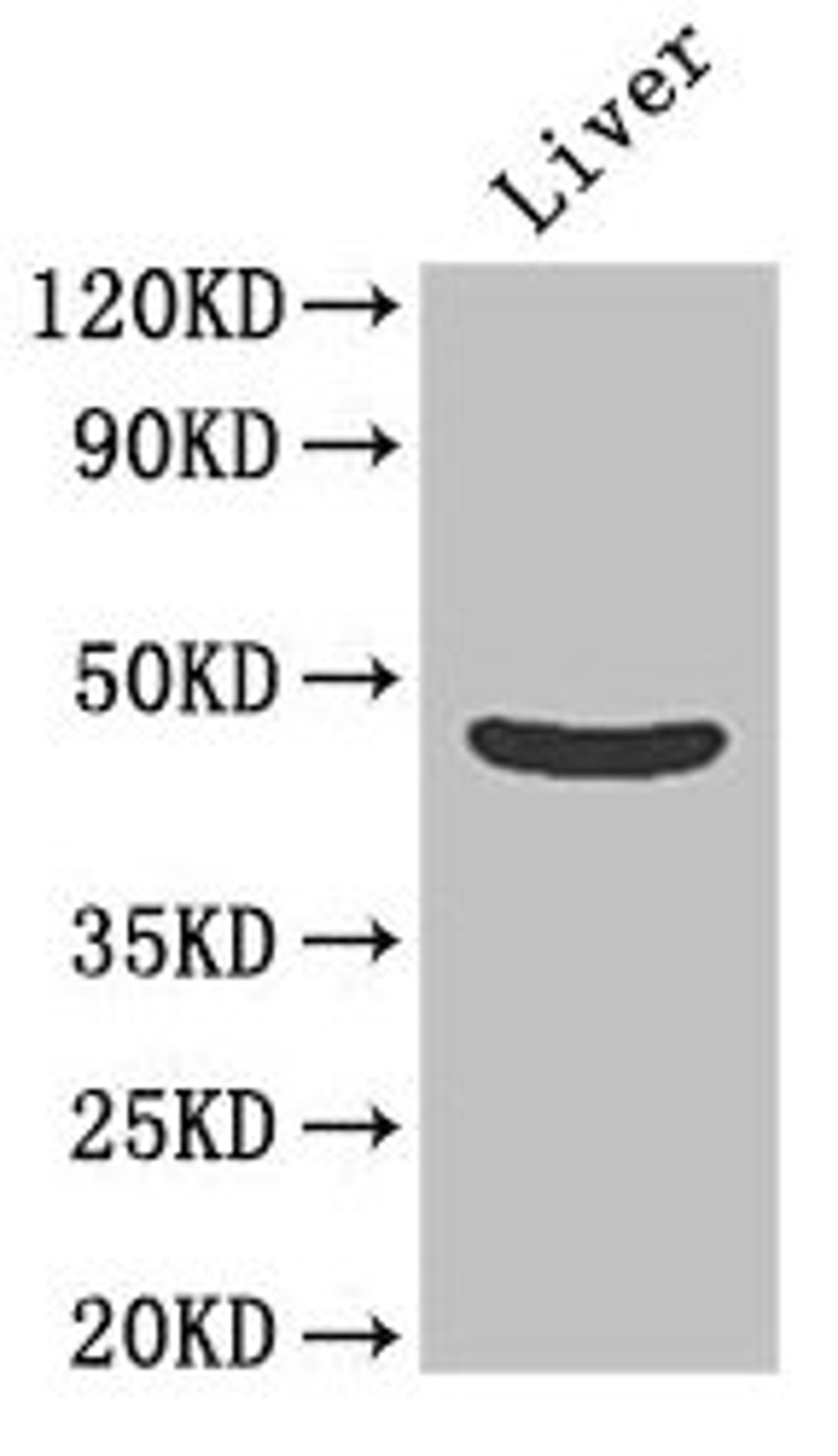 Western Blot. Positive WB detected in: Mouse liver tissue. All lanes: OLFML1 antibody at 2µg/ml. Secondary. Goat polyclonal to rabbit IgG at 1/50000 dilution. Predicted band size: 46 kDa. Observed band size: 46 kDa