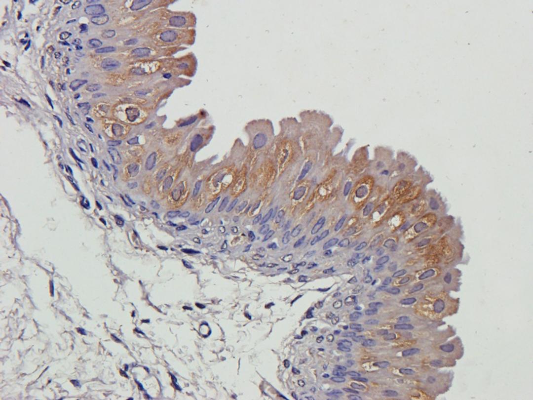 Immunohistochemical staining of paraffin embedded guinea pig bladder tissue using Aquaporin 7 antibody (2.5 ug/ml)