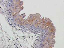 Immunohistochemical staining of paraffin embedded guinea pig bladder tissue using Aquaporin 7 antibody (2.5 ug/ml)