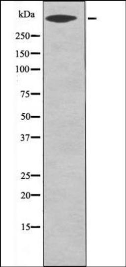 Western blot analysis of LOVO whole cell lysates using CD91 -Phospho-Ser4520- antibody