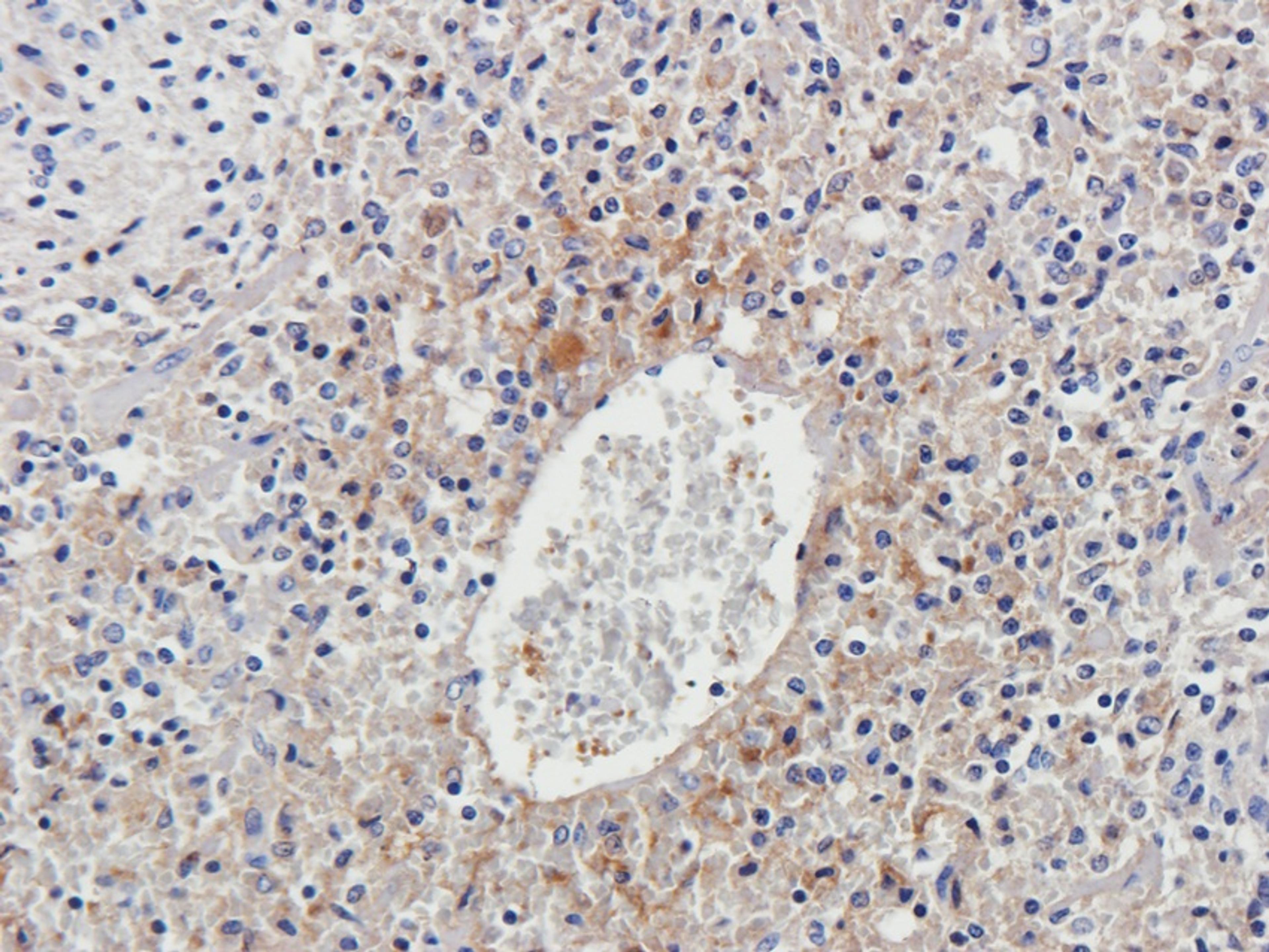 Immunohistochemical staining of pig spleen tissue using anti-LGR7 (2.5 ug/ml)