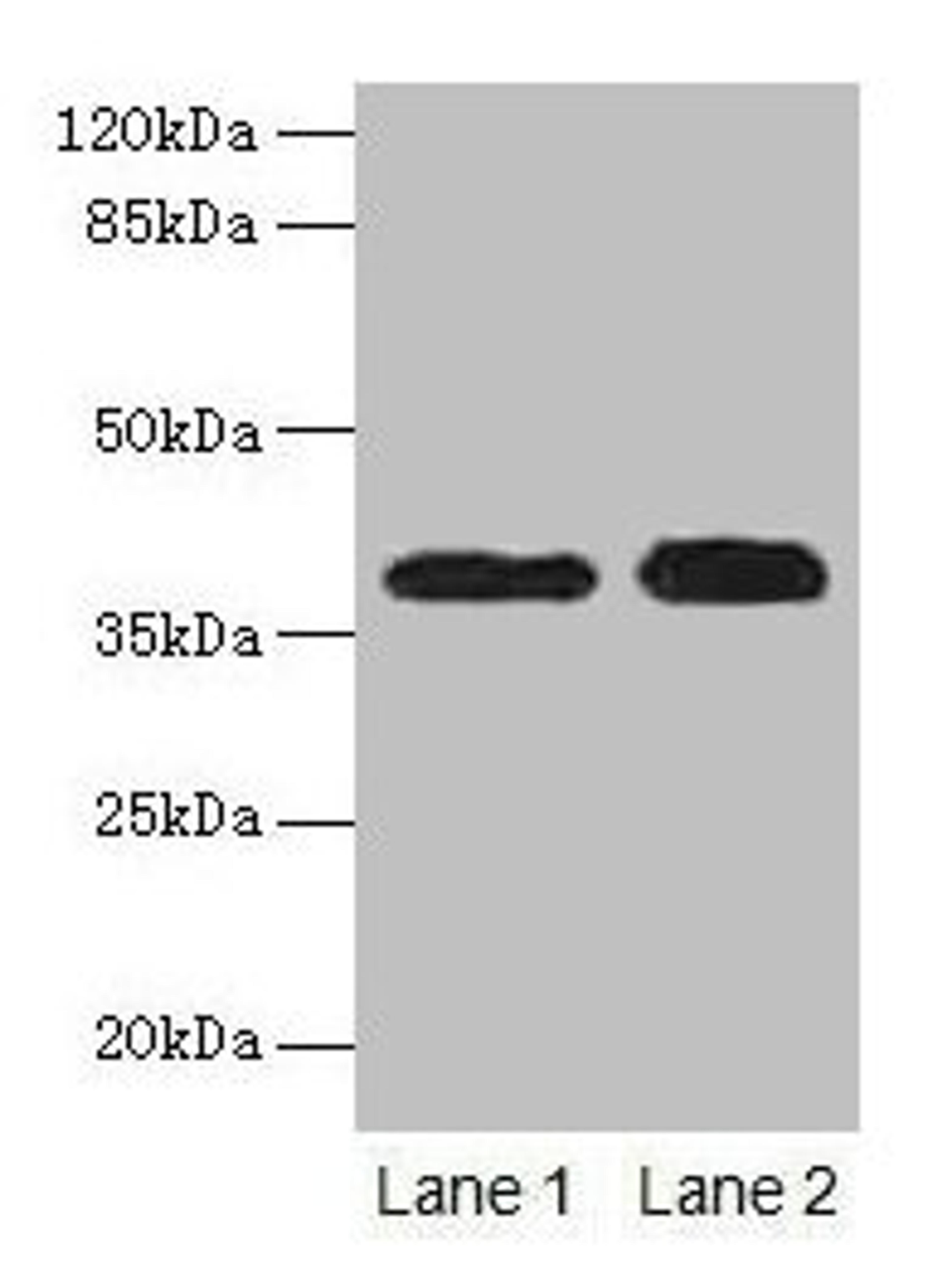 Western blot. All lanes: CTSL antibody at 12µg/ml. Lane 1: A549 whole cell lysate. Lane 2: HepG2 whole cell lysate. Secondary. Goat polyclonal to rabbit IgG at 1/10000 dilution. Predicted band size: 38 kDa. Observed band size: 38 kDa