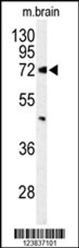 Western blot analysis of ABCD2 Antibody in mouse brain tissue lysates (35ug/lane)