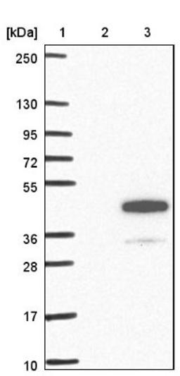 Western Blot: RHBDD3 Antibody [NBP1-92331] - Lane 1: Marker [kDa] 250, 130, 95, 72, 55, 36, 28, 17, 10<br/>Lane 2: Negative control (vector only transfected HEK293T lysate)<br/>Lane 3: Over-expression lysate (Co-expressed with a C-terminal myc-DDK tag (~3.1 kDa) in mammalian HEK293T cells, LY415869)