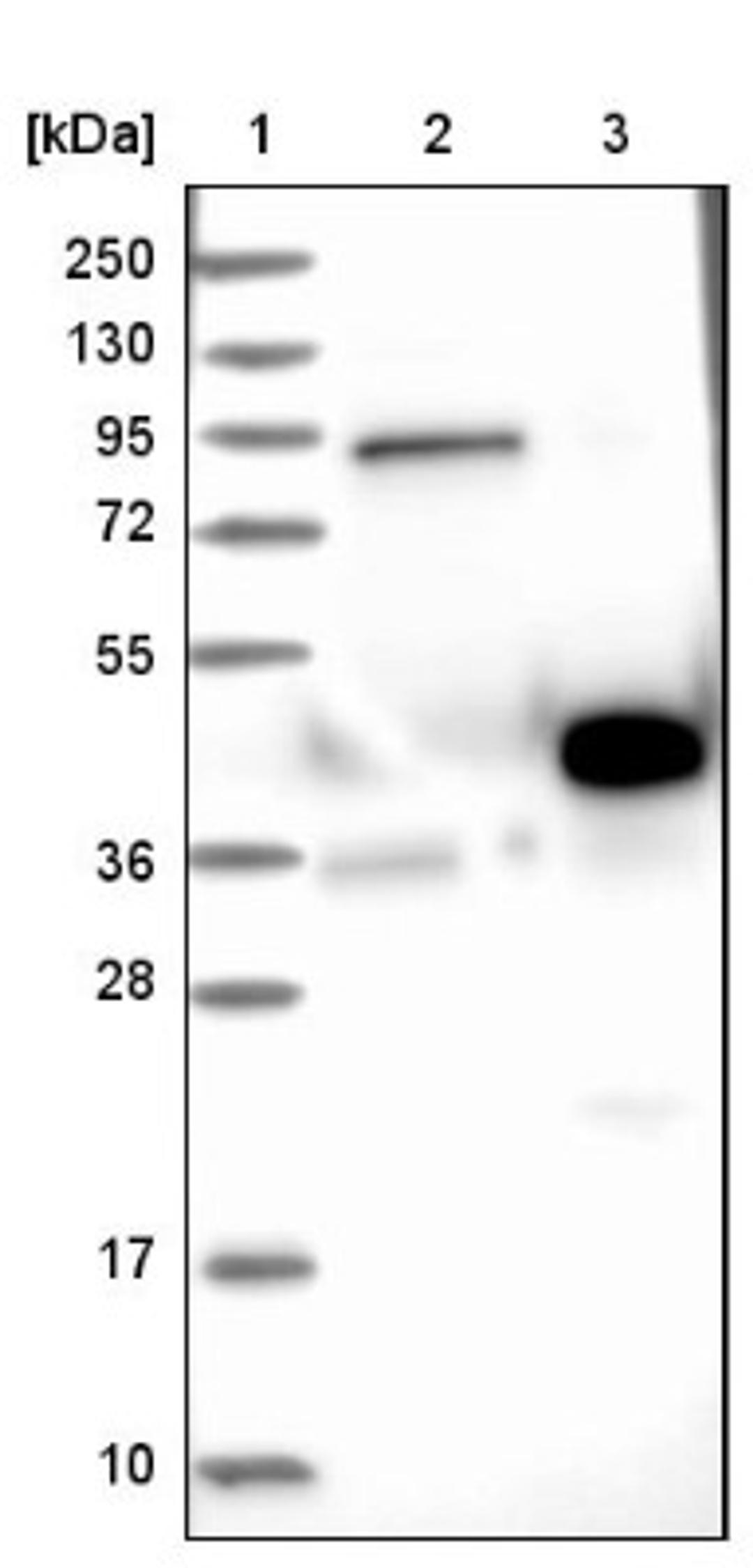 Western Blot: EBAG9/RCAS1 Antibody [NBP1-84922] - Lane 1: Marker [kDa] 250, 130, 95, 72, 55, 36, 28, 17, 10<br/>Lane 2: Negative control (vector only transfected HEK293T lysate)<br/>Lane 3: Over-expression lysate (Co-expressed with a C-terminal myc-DDK tag (~3.1 kDa) in mammalian HEK293T cells, LY418143)