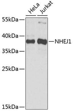 Western blot - NHEJ1 antibody (A4985)