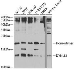 Western blot - DYNLL1 antibody (A5742)