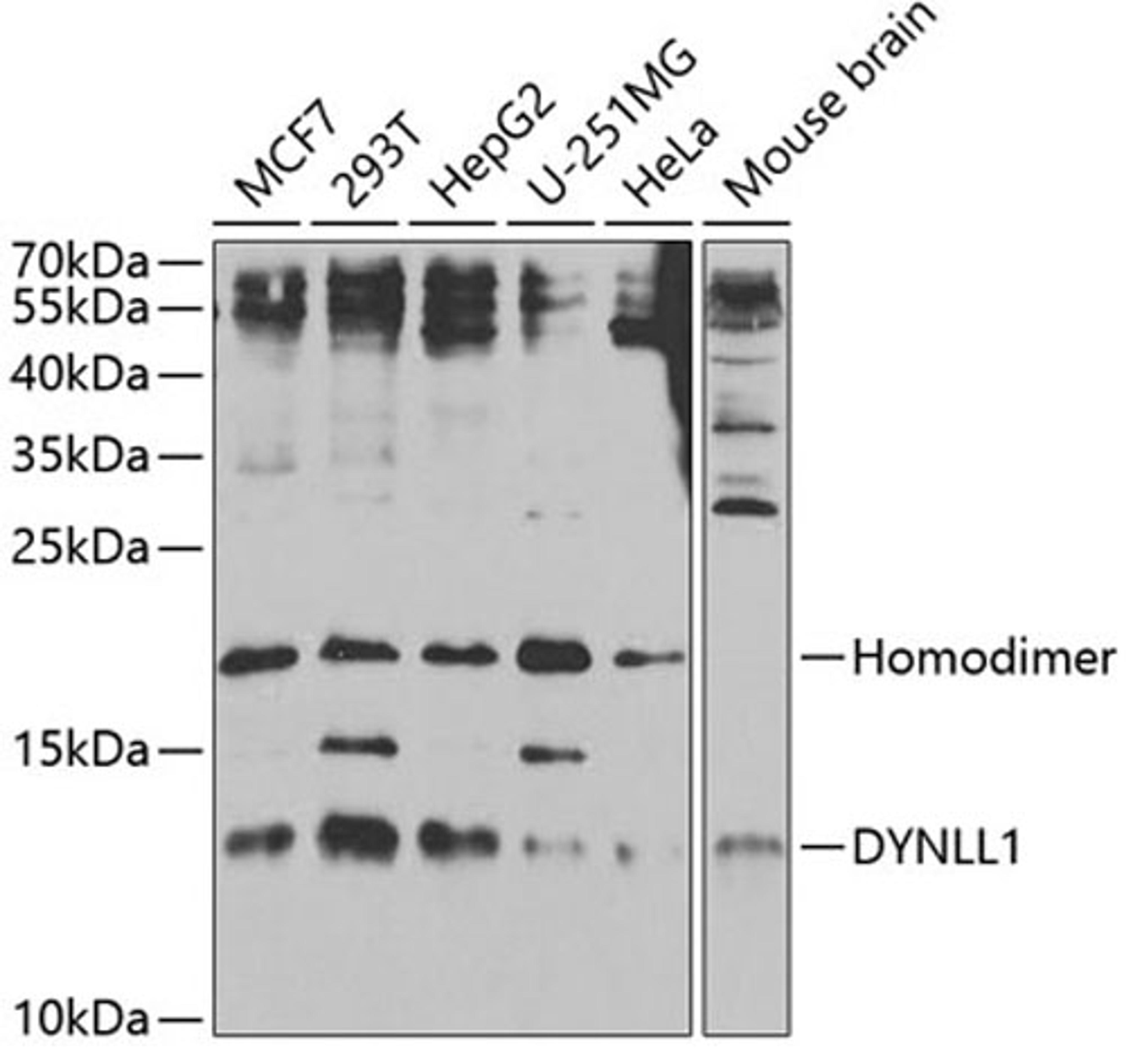 Western blot - DYNLL1 antibody (A5742)