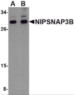 Western blot analysis of NIPSNAP3B in mouse brain tissue lysate with NIPSNAP3B antibody at (A) 1 and (B) 2 &#956;g/mL.