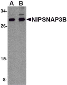 Western blot analysis of NIPSNAP3B in mouse brain tissue lysate with NIPSNAP3B antibody at (A) 1 and (B) 2 μg/mL.