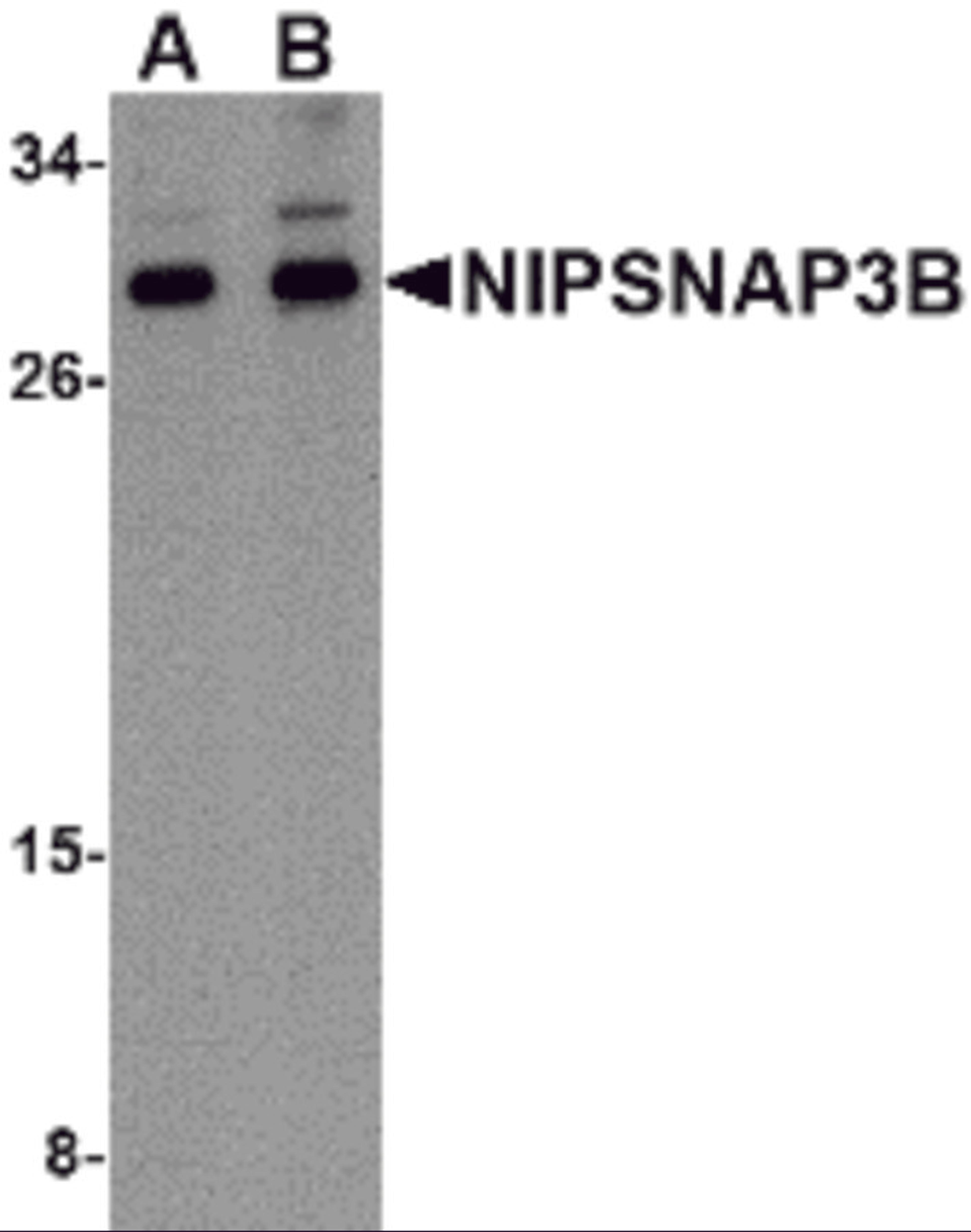 Western blot analysis of NIPSNAP3B in mouse brain tissue lysate with NIPSNAP3B antibody at (A) 1 and (B) 2 μg/mL.