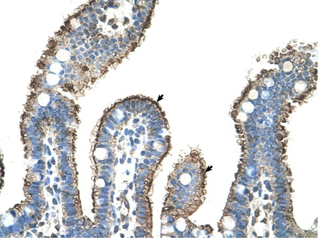 Antibody used in IHC on Human Intestine at 4.0-8.0 ug/ml.