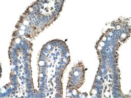 Antibody used in IHC on Human Intestine at 4.0-8.0 ug/ml.