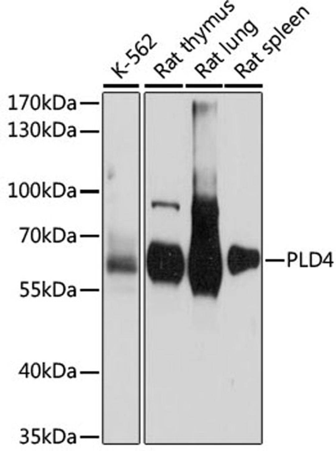 Western blot - PLD4 antibody (A15207)