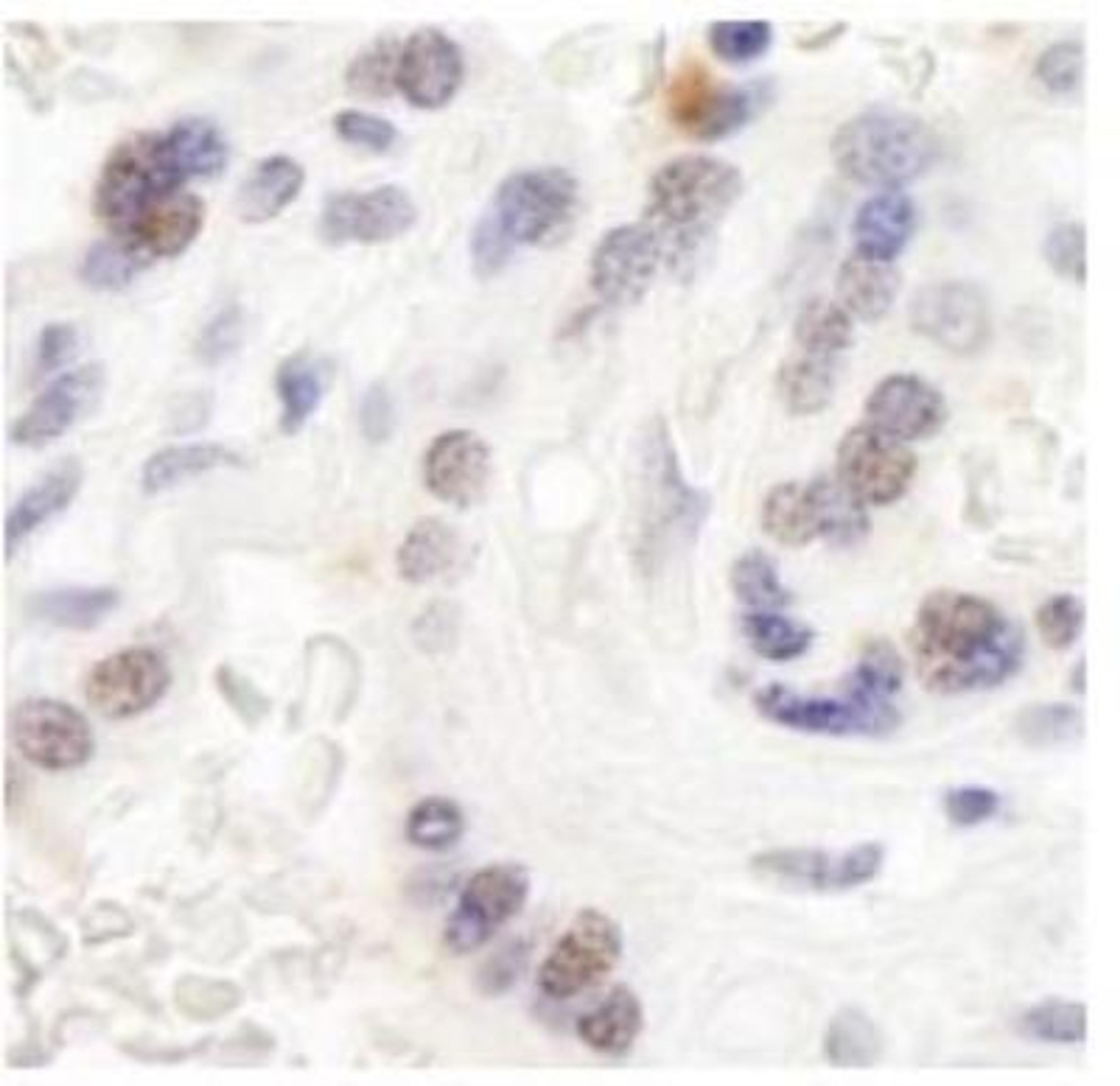 Immunohistochemistry-Paraffin: WSTF Antibody [NB600-279] - Section of human placenta.