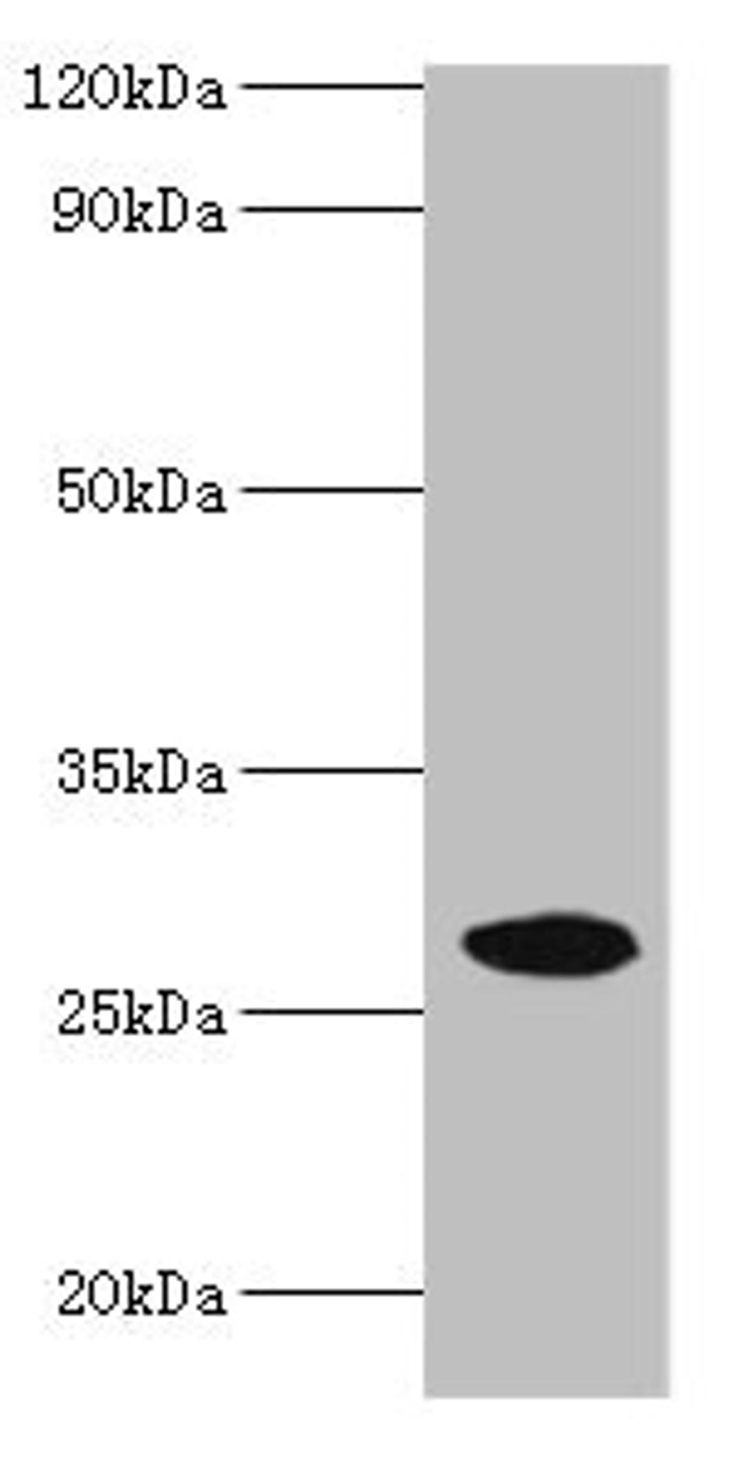 Western blot. All lanes: NMNAT3 antibody at 2µg/ml + Mouse brain tissue. Secondary. Goat polyclonal to rabbit IgG at 1/10000 dilution. Predicted band size: 29, 25, 19 kDa. Observed band size: 29 kDa